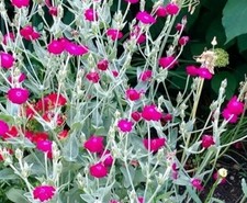 Lychnis coronaria. Rose