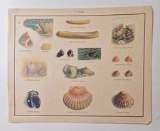 MACMILLAN Molluscs - Vintage 1950s Sea Creatures Poster Print