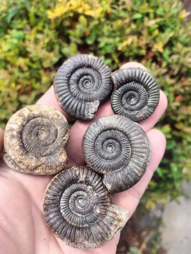 Dactylioceras sp ammonites - x,