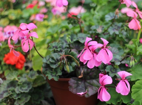 Pelargonium little perky - pelargonium,