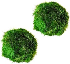 Large marimo moss balls - large,