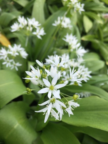Wild garlic bulb free - bulb, uk