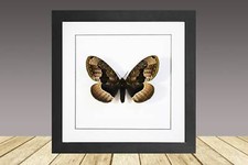 The Siberian owl moth