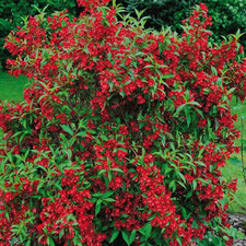 Weigela Red Prince Outdoor Hardy Flowering Deciduous Garden Shrub Plant in Pot