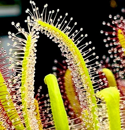 Drosera capensis all green - drosera,