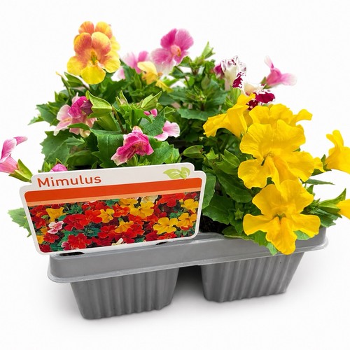 Mimulus mixed bedding plants - mimulus,