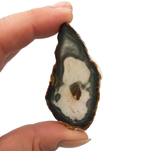 Fossil petrified wood slice - fossil,