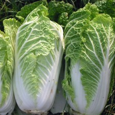 CHINESE CABBAGE WONG BOK  5