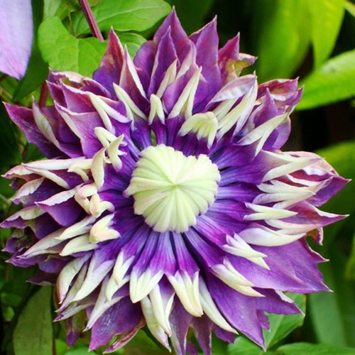 Hot clematis taiga - taiga, flower