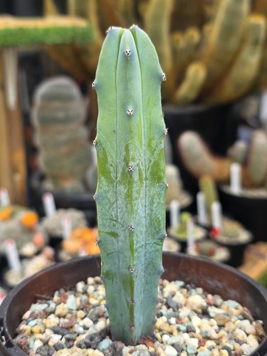 Myrtillocactus geometrizans