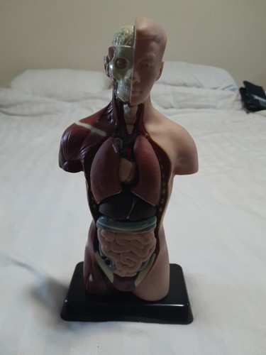 Visible human torso - human,