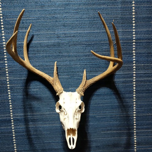 Point european mount - mount, deer