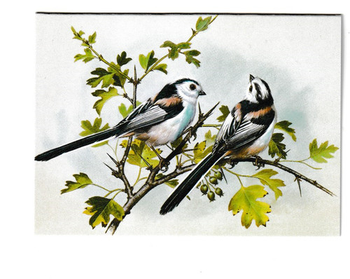 Basil ede long tailed tits - long,