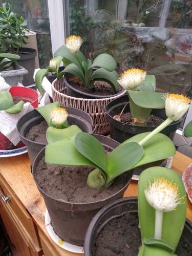 Established haemanthus - established,