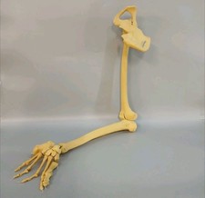 Adam Rouilly Anatomical Model – Articulated Leg, Hip & Foot Bone Skeleton