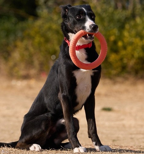 Dog frisbee tpr rubber flying - dog,