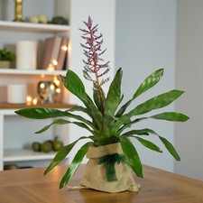 Aechmea blue rain gift wrapped - blue,