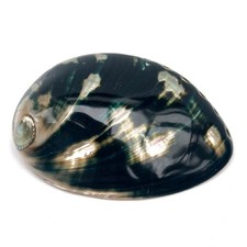 Very Rare Black Polished