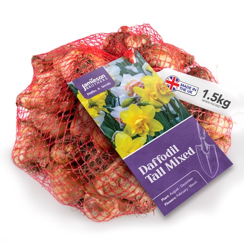 Mixed daffodil bulbs - daffodil,