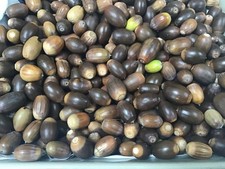 English Oak Acorn seeds 1.75 kg Approx 300 plus acorn seeds supplied.