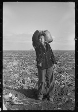 Sugar Beet Farming,East Grand Forks,Minnesota,MN,Farm Security Administration,5