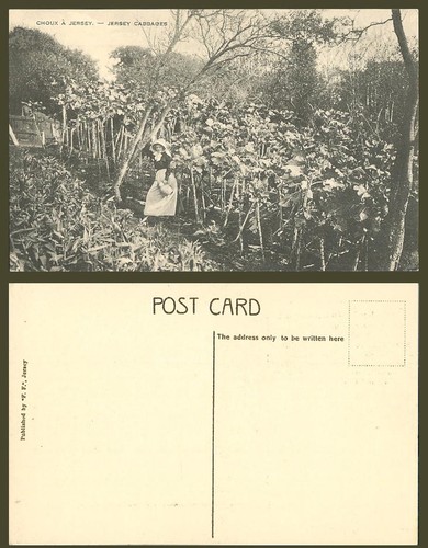 Jersey cabbages old postcard - cabbages,