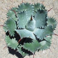 Agave potatorum "Spawn"
