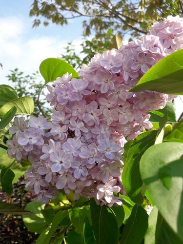 3ft syringa lilac - syringa,