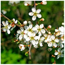 5 Blackthorn Hedging Plants 3-4ft, Prunus Spinosa,Edible Sloe Berries,Sloe Gin