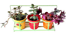 Children's Indoor Herb