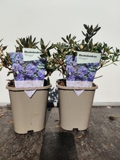 Dwarf rhododendron - , '