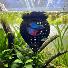 Floating Betta Hide & Shrimp