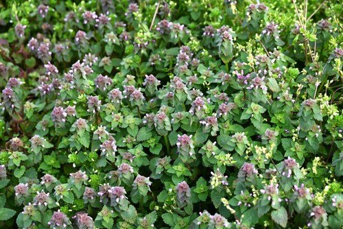 Red deadnettle seeds 100 - red,