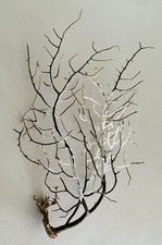 GENUINE NATURAL GORGONIAN SEA FAN FROM DORSETS JURRASIC COAST, (29/11BW)5