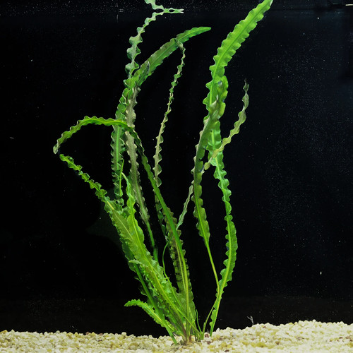 Aponogeton longiplumulosus