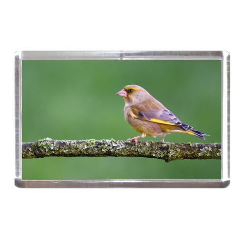 Fridge magnet greenfinch - fridge,