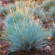 Festuca Glauca Elijah Blue Evergreen Compact Outdoor Garden Grass Plant in Pot