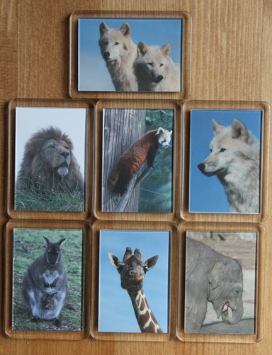 Animal photo magnets - animal,