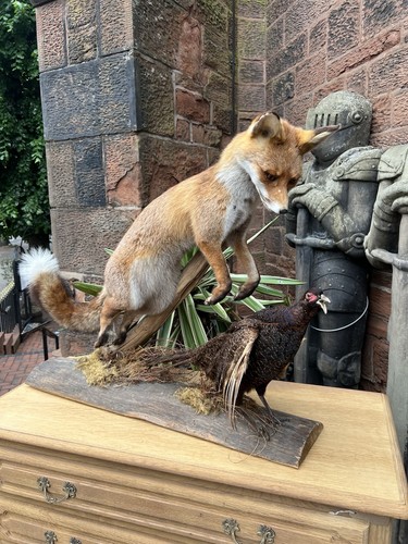 Taxidermy fox vulpes - vulpes,