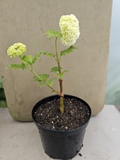 Viburnum opulus 'Roseum' /