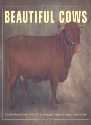 Beautiful cows valerie - beautiful, porter