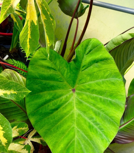 Colocasia pink china - pink,