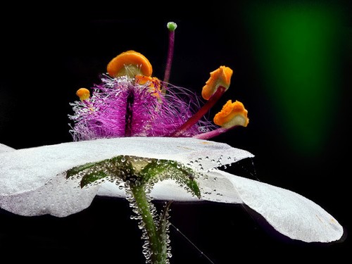 Moth mullein beautiful - moth,