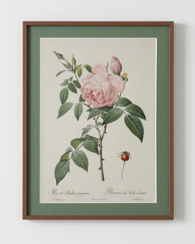 Rosa indica fragrans - rosa, pierre