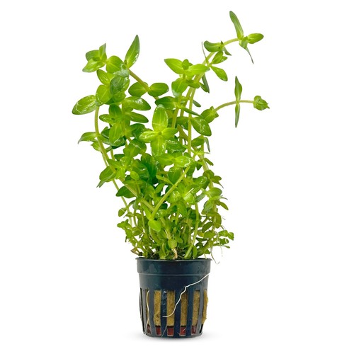 Bacopa caroliniana aquarium - caroliniana,