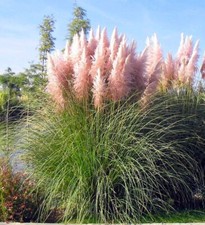 Pink Pampas Grass, Cortaderia