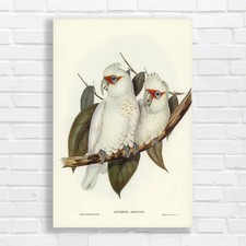 Elegant Cockatoo Pair Original