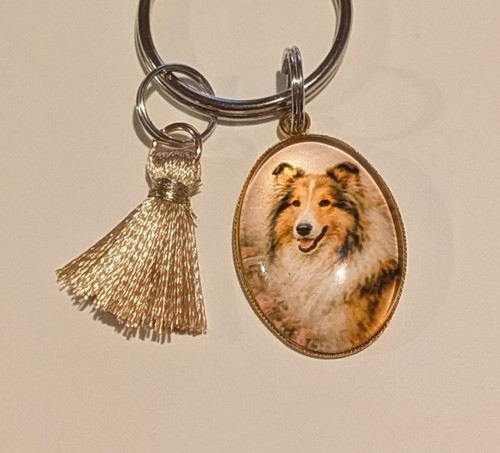 Gorgeous rough collie lassie - gorgeous,