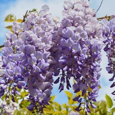 Wisteria 'Prolific' Hardy