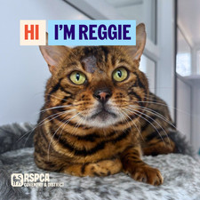 Donate To Help Cats Like